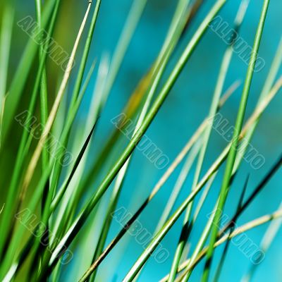 Grass Grass