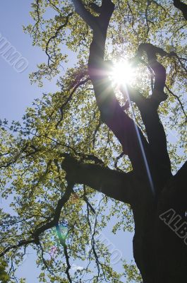 Sunshine Tree