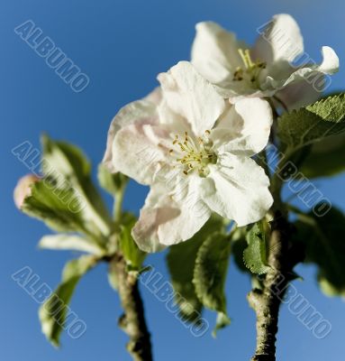 Apple Blossom