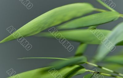 Bamboo Bamboo