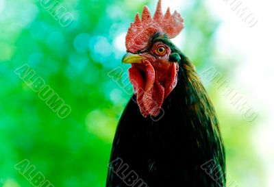 Rooster Rooster