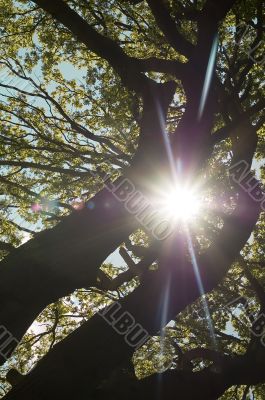 Sunshine Tree Sunshine Tree