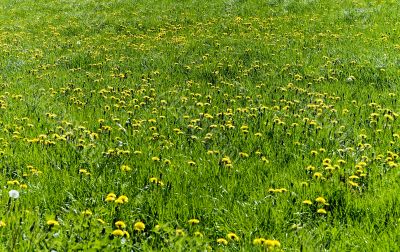 Dandelion Flowers