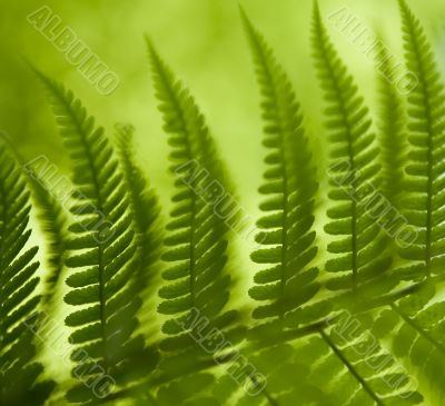 Fern Plant