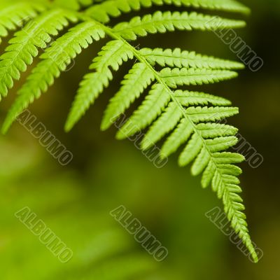 Fern Plant