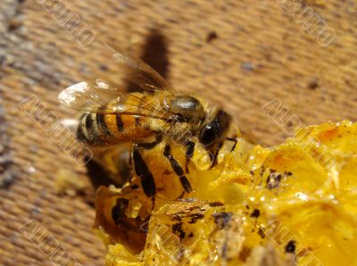 bee eating honey 10609