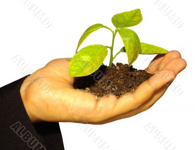 small plant in hand 10609
