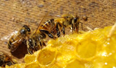 two bees eating 10609