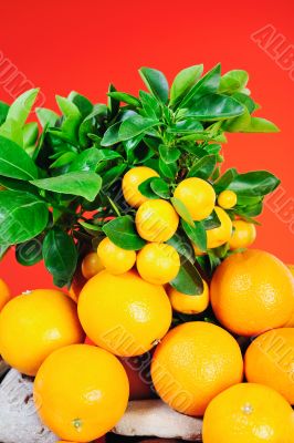 Fruit Fruit