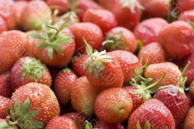 Ripe strawberries closeup