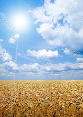 Wheat field.