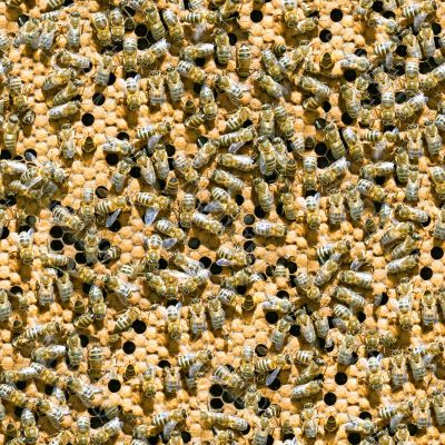Bees seamless background. Bees seamless background.