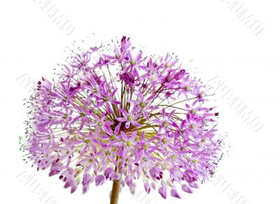 Allium Giganteum