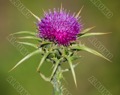 Thistle