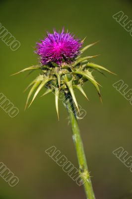 Thistle