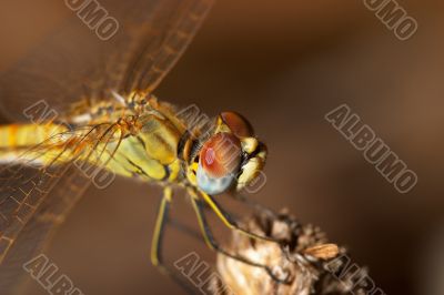 Dragonfly ( sympetrum sp )
