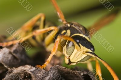 Wasp (Polistes bischoffi)