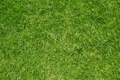 Green grass close-up