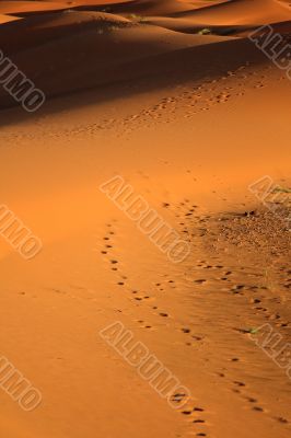 sunset at sand dunes