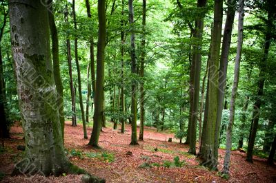 Karlovy Vary surroundings. Forest Karlovy Vary surroundings. Forest