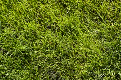 Green lawn pattern