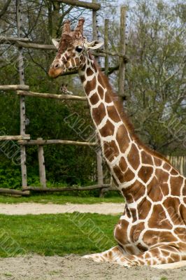 Sitting adult giraffe