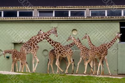 Family of giraffes