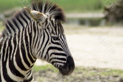 Zebra in the Zoo