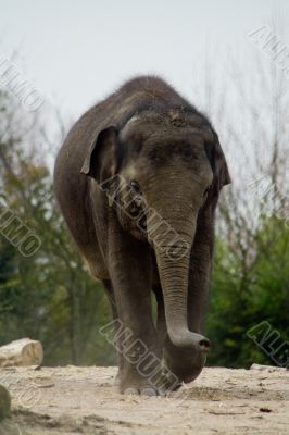 Elefant in zoo