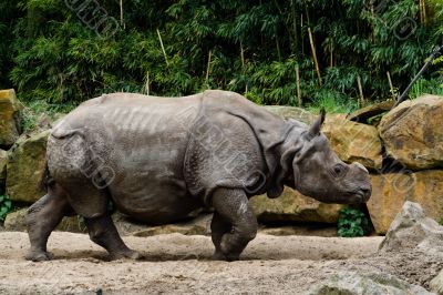 Rhino in zoo Rhino in zoo