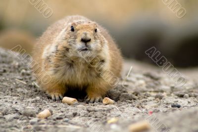 Fat prairie dog sitting on the ground