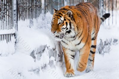 Siberian tiger in zoo