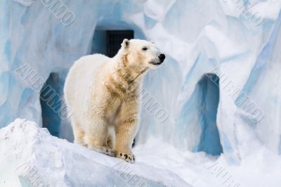 Polar bear in Zoo Polar bear in Zoo