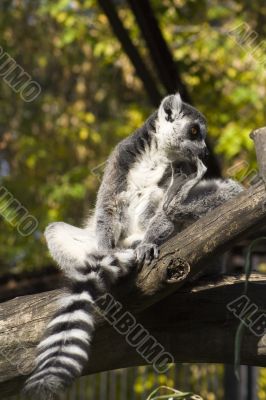 Lemur on the tree