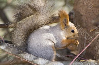 Eating squirrel