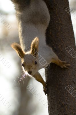 Squirrel 4