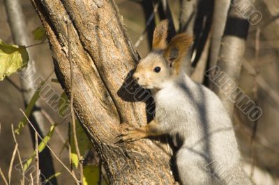 Squirrel 3