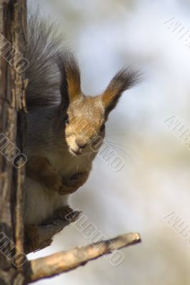 Squirrel 1 Squirrel 1