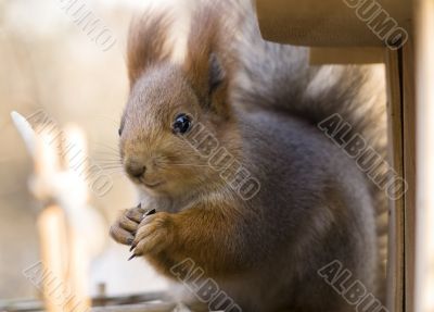 Cracking squirrel