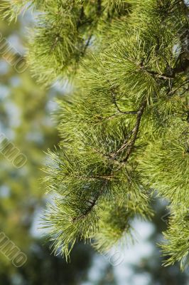 Pine tree 5 Pine tree 5