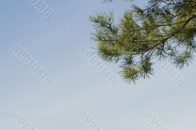 Pine tree branch 1