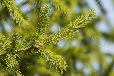 Pine tree branch 2 Pine tree branch 2