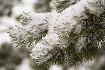 Pine tree branch 3 Pine tree branch 3