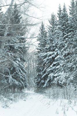 Snowy trail in forest Snowy trail in forest