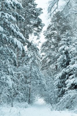 Snowy trail in forest Snowy trail in forest