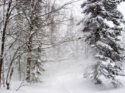 Winter forest