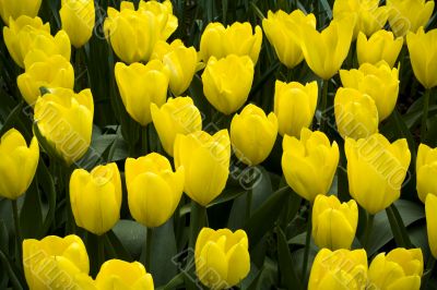 Fosteriana Tulip Yellow Empress