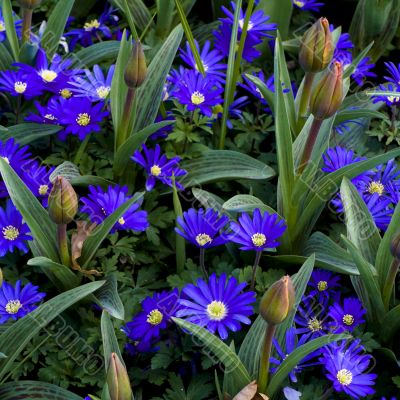 Anemone Blanda Gemengd flowers