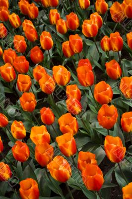 Flair Tulip Flair Tulip