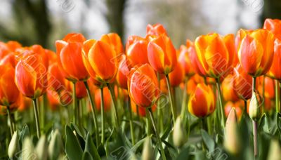 Flair Tulip Flair Tulip